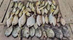 Seru Memancing di Laut Jakarta, Ini Ragam Ikan Unik yang Bisa Didapat