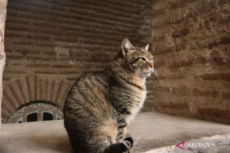 Viral di Media Sosial, Fenomena “Selebcat” Bisa Berdampak Negatif pada Kesehatan Kucing