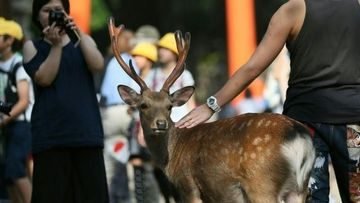 Viral Turis Beri Plastik ke Rusa Nara, Ini yang Perlu Kamu Tahu Soal Hewan Suci Jepang Itu